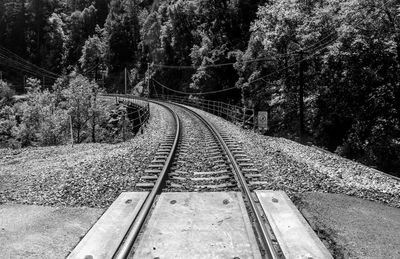 Railroad tracks amidst trees