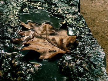 Close-up of autumn tree trunk