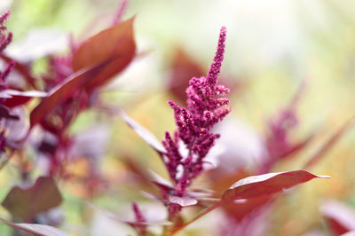 Close-up of pink flowering plant