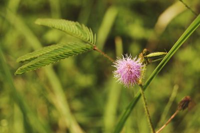 Close-up of bee on thistle flower