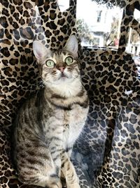 Portrait of cat sitting on floor