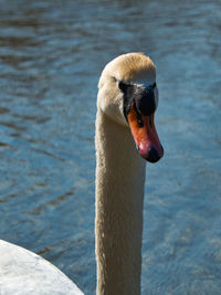 Close-up of swan in lake