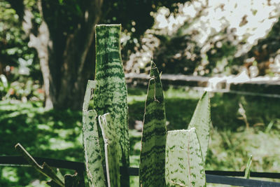 Close-up of plants hanging on fence