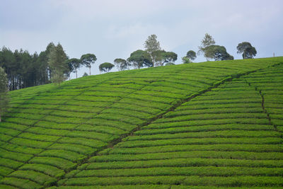 Pangalengan tea plantation, indonesia