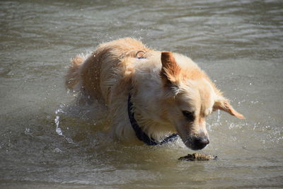 Dog in a lake