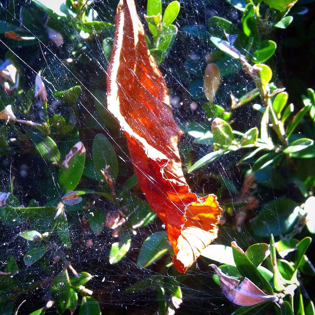 leaf, growth, plant, green color, nature, close-up, beauty in nature, leaves, freshness, sunlight, leaf vein, day, outdoors, growing, natural pattern, no people, focus on foreground, green, tranquility, fragility