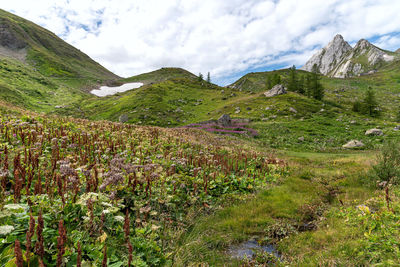 Scenic view of field against sky