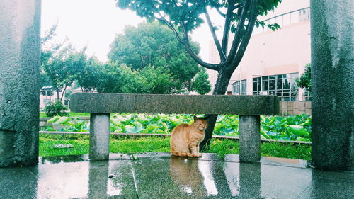 Cat sitting under stone bench against trees