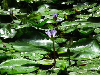 Close-up of flowers blooming outdoors