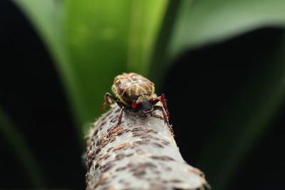 Close-up of insect on tree trunk