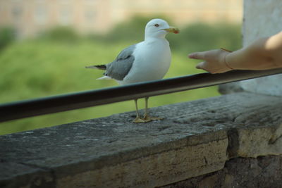 Seagull perching on railing