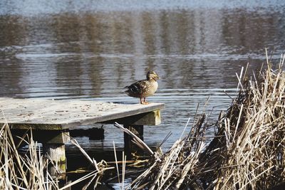 Bird perching on wooden post in lake