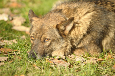 Portrait of lion relaxing on field