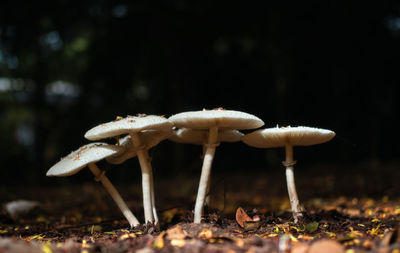 Close-up of mushroom growing on field