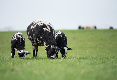 Sheep and lambs grazing in field