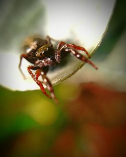 Close-up of insect on flower