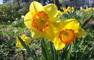 Close-up of yellow daffodil blooming in field