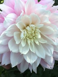 Close-up of pink dahlia