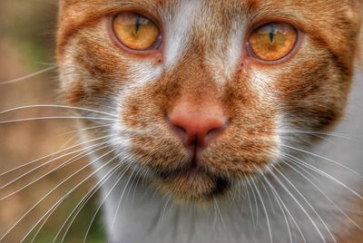 Close-up portrait of a cat