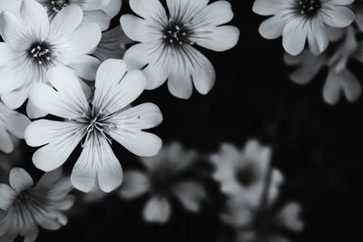 Close-up of flowers blooming outdoors