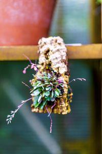 Close-up of insect on purple flowering plant