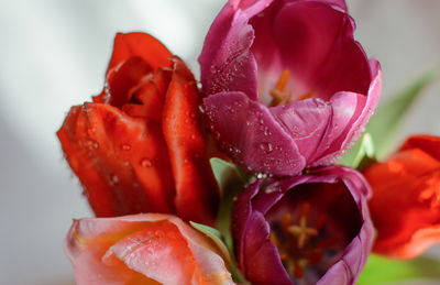 Close-up of wet red rose