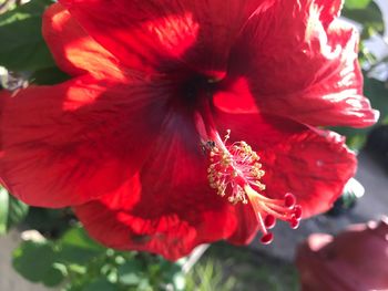 Close-up of red hibiscus blooming outdoors