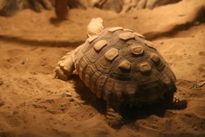 Close-up of tortoise on sand