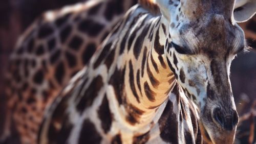 Close-up of giraffe in zoo