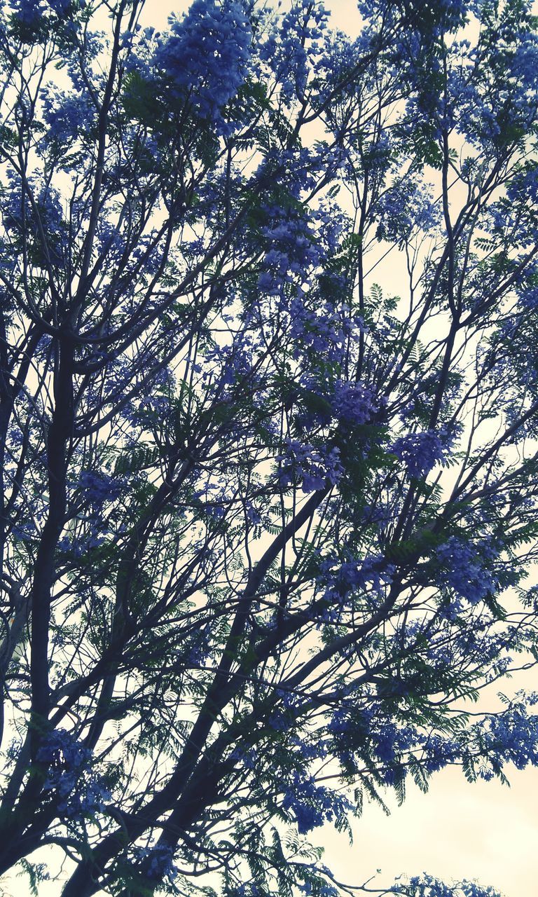 low angle view, tree, branch, growth, nature, beauty in nature, sky, tranquility, leaf, day, outdoors, no people, backgrounds, sunlight, clear sky, full frame, freshness, scenics, directly below, flower