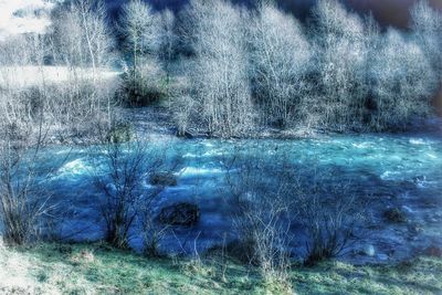 Full frame shot of trees on land