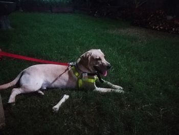 Dog on field