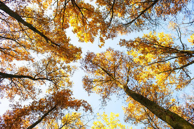 Low angle view of tall trees against sky during autumn