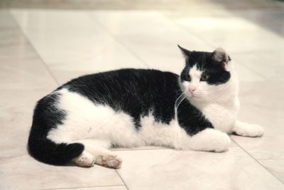 Cat sleeping on floor
