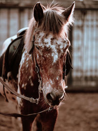 Close-up of horse in stable