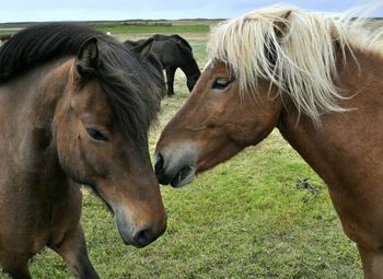 Horses in a field