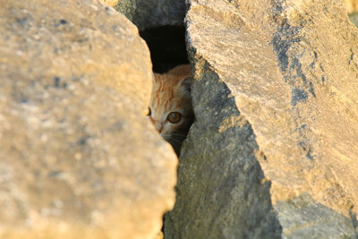 A curious little cat