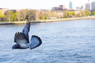 Seagull flying over water