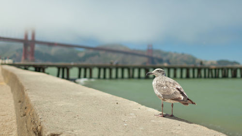Seagull perching on retaining wall by bridge against sky
