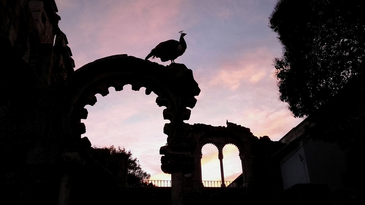 SILHOUETTE BIRDS AGAINST SKY