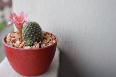 Close-up of cactus flower pot on table