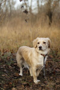 Portrait of dog standing on field