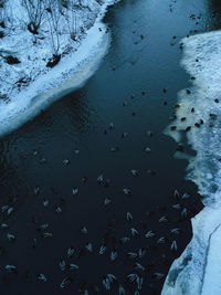 High angle view of birds in sea during winter