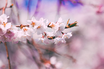 Close-up of pink cherry blossom