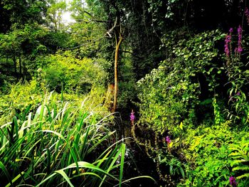 Trees in forest