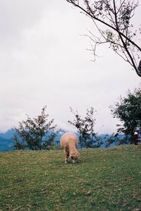 Horse grazing on field against sky