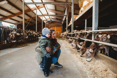 Mom and child looking at cows in barn in winter