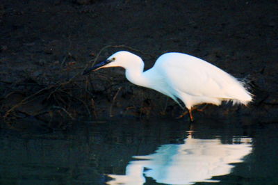 Side view of a bird in water
