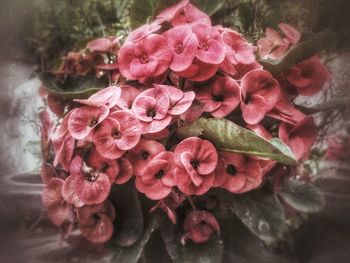 Close-up of pink rose