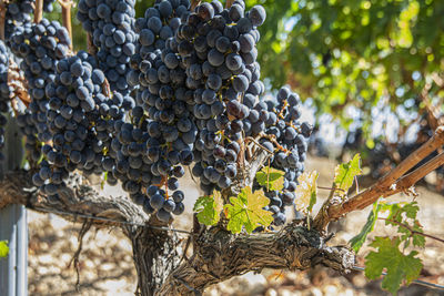 Directly above shot of grapes growing in vineyard